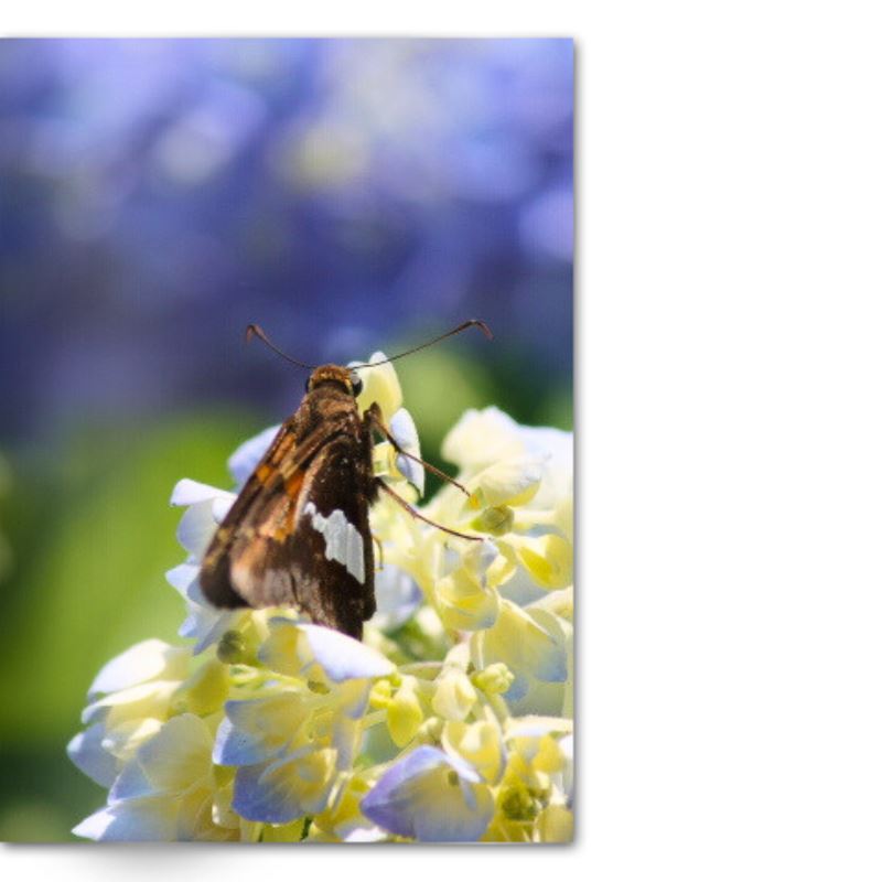 Crafted With Care Photography Soft Cover Photo Books (8.3" x 11.8'')