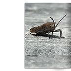 Crafted With Care Photography Soft Cover Photo Books (8.3" x 11.8'')